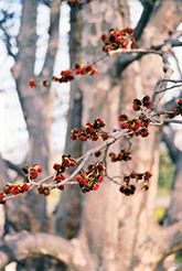 Persian Parrotia (Parrotia persica) at Lakeshore Garden Centres