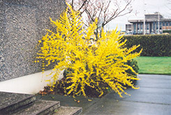 Showy Border Forsythia (Forsythia x intermedia 'Spectabilis') at Lakeshore Garden Centres