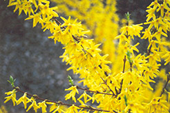 Showy Border Forsythia (Forsythia x intermedia 'Spectabilis') at Lakeshore Garden Centres
