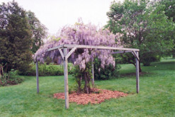 Aunt Dee Wisteria (Wisteria macrostachya 'Aunt Dee') at Lakeshore Garden Centres
