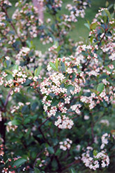 Black Chokeberry (Aronia melanocarpa) at Peter Knippel Garden Centre