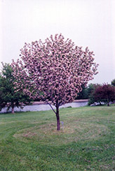 Klehm's Improved Bechtel Flowering Crab (Malus ioensis 'Klehm's Improved Bechtel') at Lakeshore Garden Centres