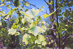 Flashlight Tuliptree (Liriodendron tulipifera 'Flashlight') at Lakeshore Garden Centres