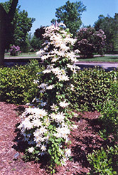 Wada's Primrose Clematis (Clematis 'Wada's Primrose') at Lakeshore Garden Centres