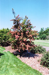 Crimson Cloud English Hawthorn (Crataegus laevigata 'Superba') at A Very Successful Garden Center