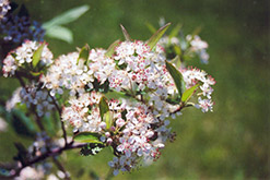 Red Chokeberry (Aronia arbutifolia) at Lakeshore Garden Centres