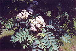 Western Mountain Ash (Sorbus scopulina) at Lakeshore Garden Centres