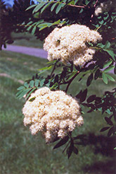 European Mountain Ash (Sorbus aucuparia) at Lakeshore Garden Centres