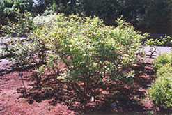Northland Blueberry (Vaccinium corymbosum 'Northland') at The Mustard Seed