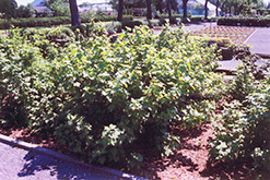 Consort Black Currant (Ribes nigrum 'Consort') at Golden Acre Home & Garden