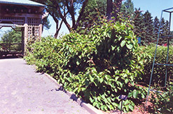 Issai Hardy Kiwi (Actinidia arguta 'Issai') at A Very Successful Garden Center