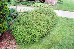 Cutleaf Stephanandra (Stephanandra incisa) at Lakeshore Garden Centres