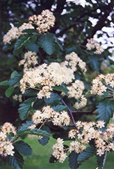 Hybrid Mountain Ash (Sorbus x intermedia) at Lakeshore Garden Centres