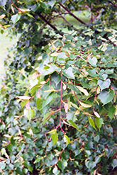 Mongolian Linden (Tilia mongolica) at Lakeshore Garden Centres