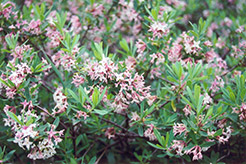 Somerset Daphne (Daphne x burkwoodii 'Somerset') at Lakeshore Garden Centres
