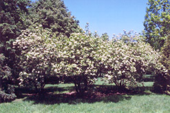 Rusty Blackhaw (Viburnum rufidulum) at Lakeshore Garden Centres