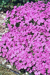 Arctic Phlox (Phlox borealis) at Lakeshore Garden Centres
