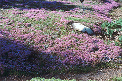 Mother-of-Thyme (Thymus praecox) at Golden Acre Home & Garden