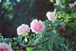 Lillian Gibson Rose (Rosa 'Lillian Gibson') at Lakeshore Garden Centres