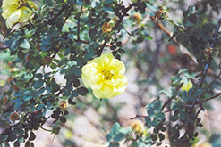 Harison's Yellow Rose (Rosa foetida 'Harison's Yellow') at Golden Acre Home & Garden