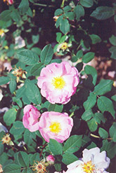 St. Nicholas Damask Rose (Rosa x damascena 'St. Nicholas') at Lakeshore Garden Centres