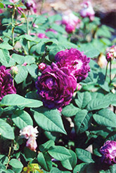 Cardinal de Richelieu Rose (Rosa gallica 'Cardinal de Richelieu') at Lakeshore Garden Centres