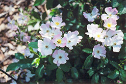 Ballerina Rose (Rosa 'Ballerina') at Lakeshore Garden Centres