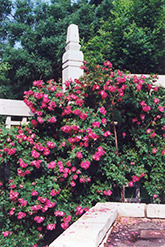 William Baffin Rose (Rosa 'William Baffin') at Golden Acre Home & Garden
