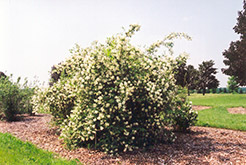 Boule d'Argent Mockorange (Philadelphus x lemoinei 'Boule d'Argent') at Lakeshore Garden Centres