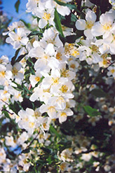 Boule d'Argent Mockorange (Philadelphus x lemoinei 'Boule d'Argent') at Lakeshore Garden Centres