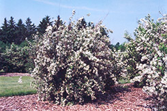 Silver Showers Mockorange (Philadelphus x lemoinei 'Silver Showers') at Lakeshore Garden Centres