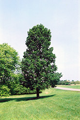 Sentry Linden (Tilia americana 'Sentry') at Lakeshore Garden Centres