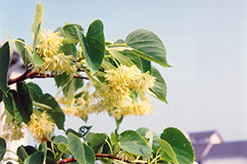 Norlin Linden (Tilia cordata 'Norlin') at Lakeshore Garden Centres