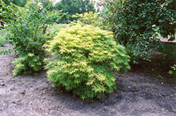 Goldenlocks Elder (Sambucus racemosa 'Goldenlocks') at Lakeshore Garden Centres