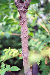 Hercules Club (Aralia spinosa) at Lakeshore Garden Centres