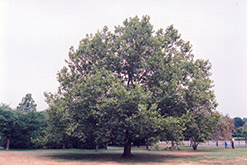 London Planetree (Platanus x acerifolia) at Lakeshore Garden Centres