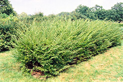 Regel Privet (Ligustrum obtusifolium 'Regel') at Lakeshore Garden Centres