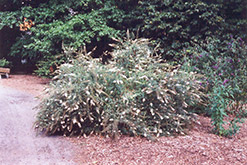 Butterfly Bush (Buddleia davidii) at Lakeshore Garden Centres
