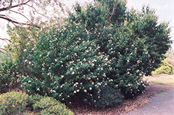 Anemone-Flowered Rose Of Sharon (Hibiscus syriacus 'Anaemone Florus') at Lakeshore Garden Centres