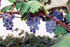 Concord Grape (Vitis 'Concord') at A Very Successful Garden Center