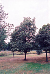 Paleleaf Linden (Tilia x europaea 'Pallida') at Lakeshore Garden Centres