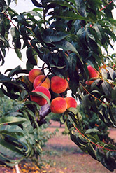 Baby Gold Peach (Prunus persica 'Baby Gold') at Lakeshore Garden Centres