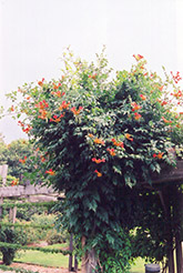 Trumpetvine (Campsis radicans) at Lakeshore Garden Centres