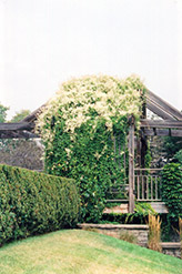 Silver Lace Vine (Polygonum aubertii) at A Very Successful Garden Center