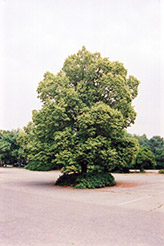 Mongolian Linden (Tilia mongolica) at Lakeshore Garden Centres