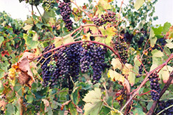 Zinfandel Grape (Vitis 'Zinfandel') at Lakeshore Garden Centres