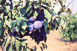 Valor Plum (Prunus 'Valor') at Lakeshore Garden Centres