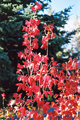 Clove Currant (Ribes odoratum) at Lakeshore Garden Centres