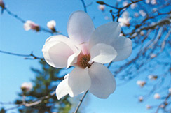 Borealis Magnolia (Magnolia kobus var. borealis) at Lakeshore Garden Centres