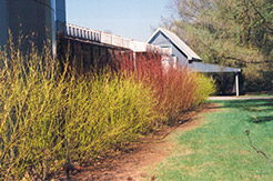 Yellow Twig Dogwood (Cornus sericea 'Flaviramea') at A Very Successful Garden Center